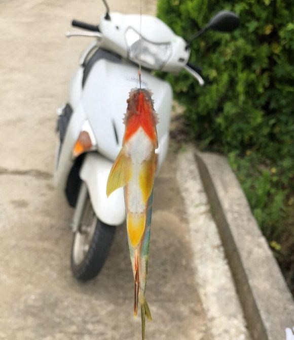 宓孤林|比起几十斤的大青鱼、大鲢鱼，这些溪流精灵才是千岛湖人的最爱