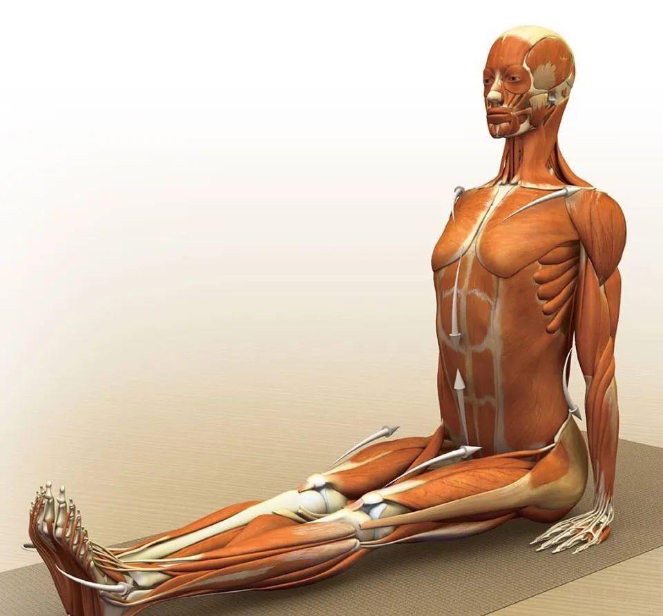 运动|练瑜伽，这些解剖常识你要知道（附28个常见体式解剖图）