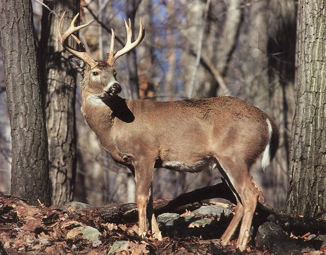 二氧化碳 新冠溯源又有重大突破！2019年，美国野生动物就已经产生新冠抗体