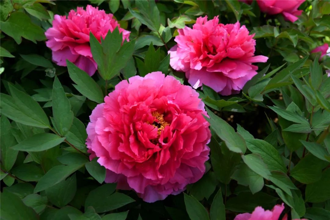 巴彦淖尔直通车 打卡！临河这里将新添一处百合花海