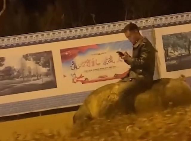 上学的事儿 河北廊坊午夜街头现“绿色出行骑猪侠”悠闲漫步玩儿手机