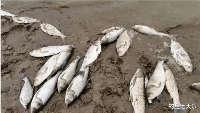 长江|谁干的？长江南京段出现大量死鱼，多种鱼类遭劫！江豚生存恐受影响