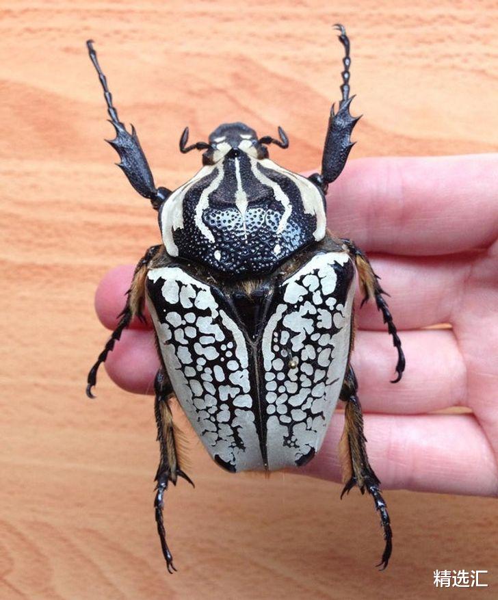 仙人掌 让很多人意想不到的8种生物的真实巨型版本