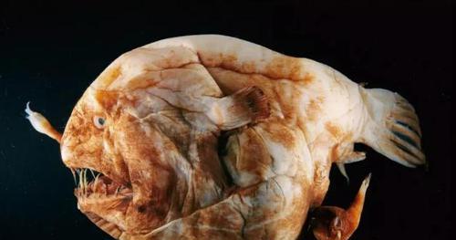 舜网 地球上最“奇怪”的10种动物，个个怪模怪样，认识2种算我输！