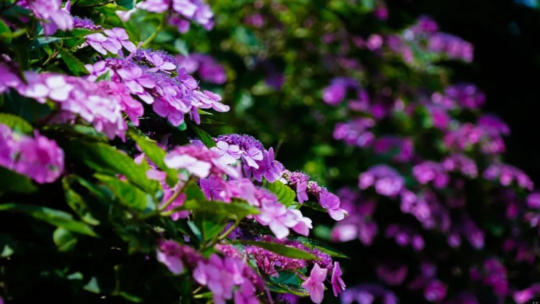 新报业传媒 喜讯!鸡公山景区被评为“信阳市科普教育基地”