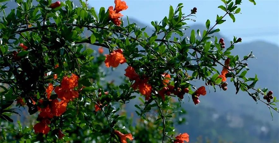 贵州出行 初夏与“榴花”