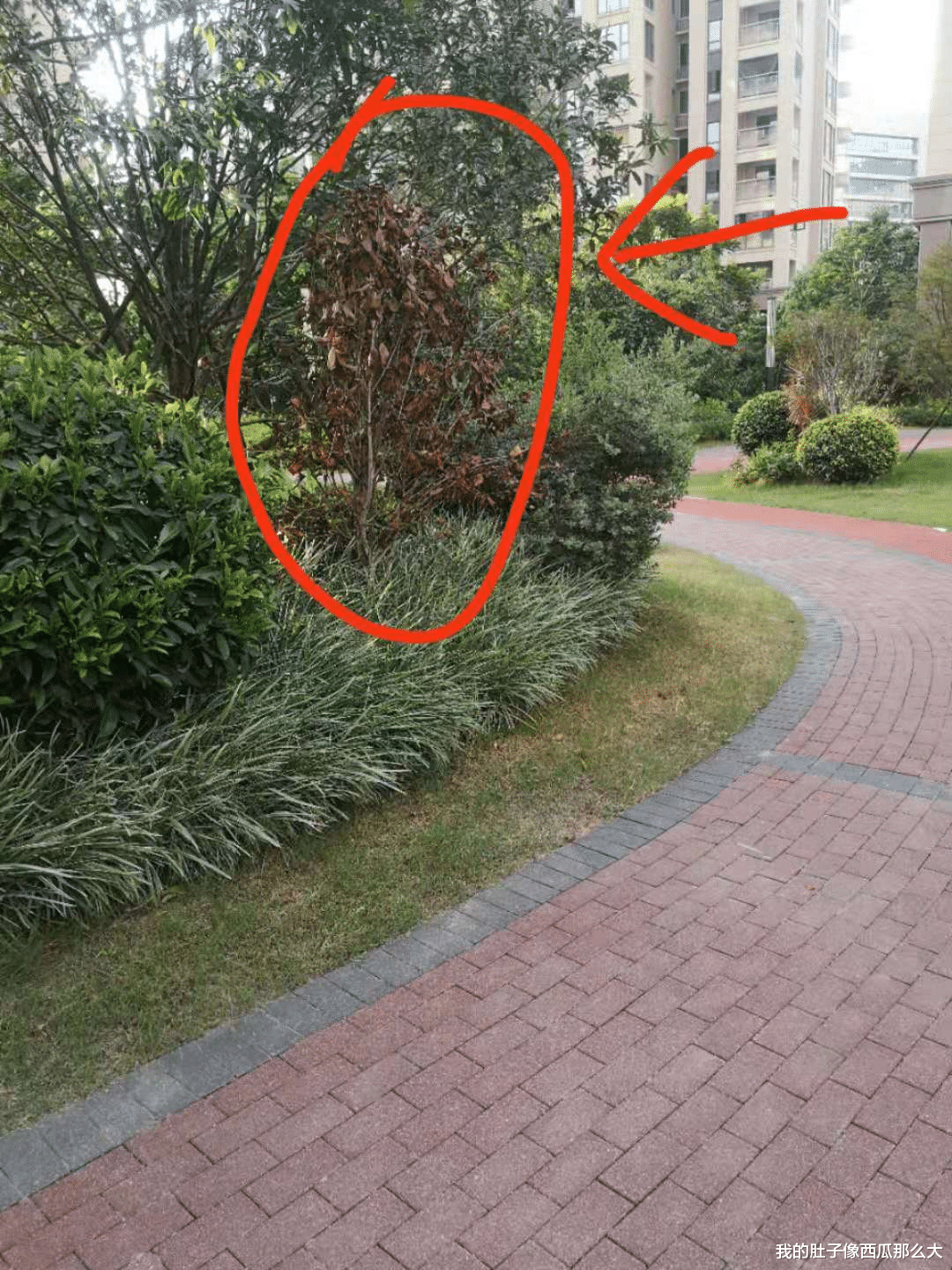 豪门|福州“网红楼盘”绿化树枯死 物业开发商谁来补种？