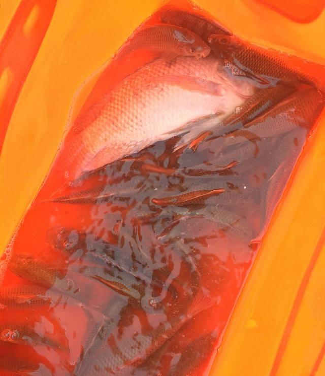 邕江|邕江里禾花鲤越来越多,有人一条钓几十条,可惜太难吃?