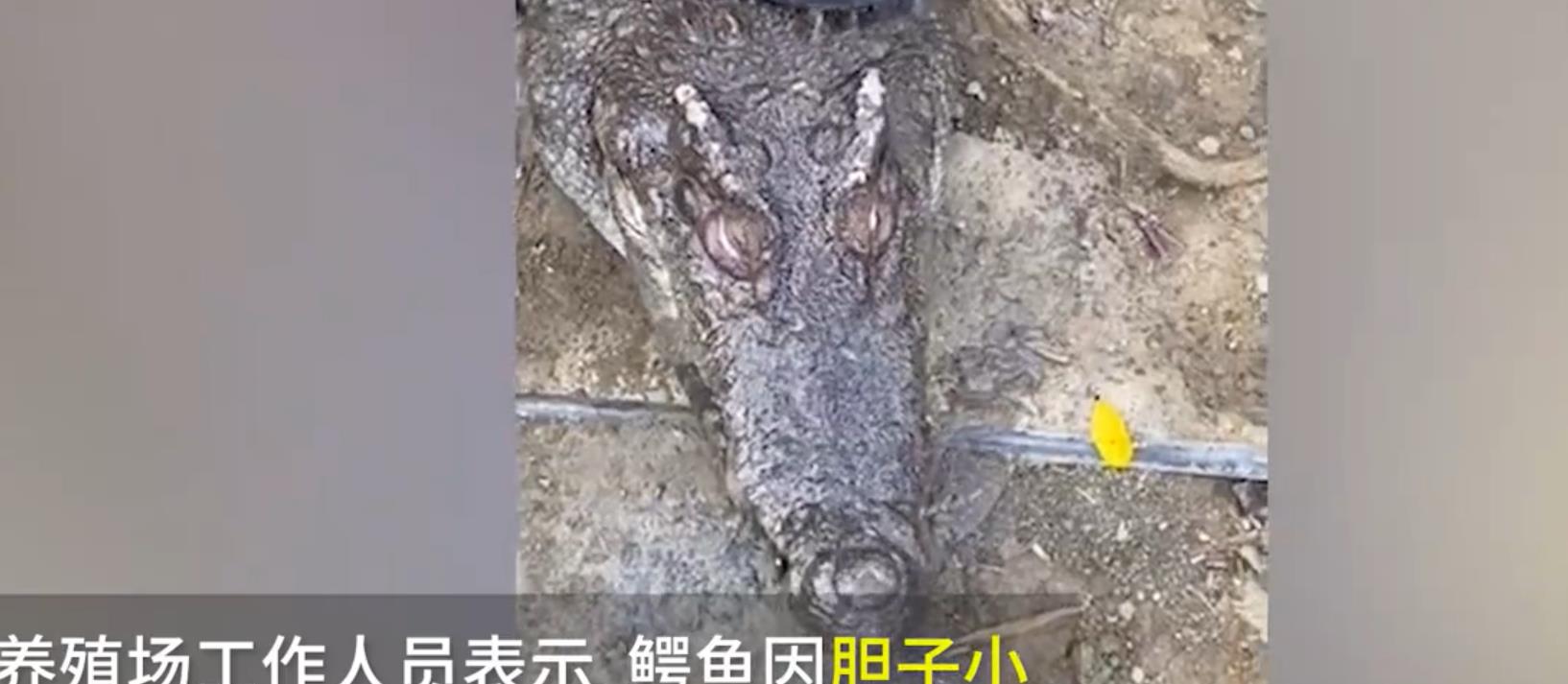 鳄鱼|鳄鱼的悲哀！本以为体型巨大能“称霸一方”，谁知天敌个个要命