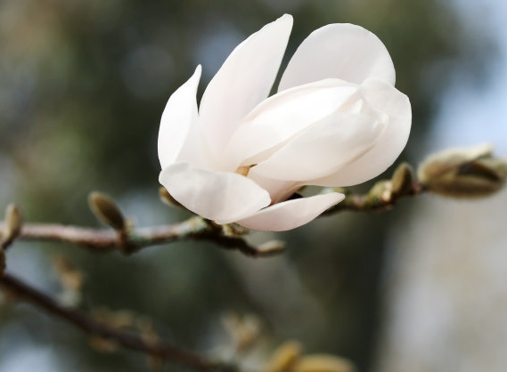 生肖|6月初开始，六六大顺，4属相桃花开、事业顺，生活更精彩