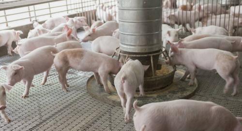 四川省 四川一女养猪人，今年亏损10多万，末尾82头猪苗共卖5000元