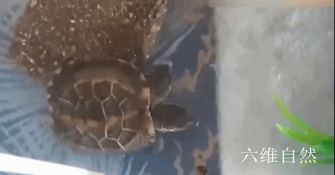 六维自然|日本发现一只双头龟，长有两个头部，疑似基因突变造成的