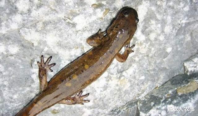 林泽先|重庆4名男子跑到陕西干丑事,钱没挣到还把自己搭进去,咋回事?