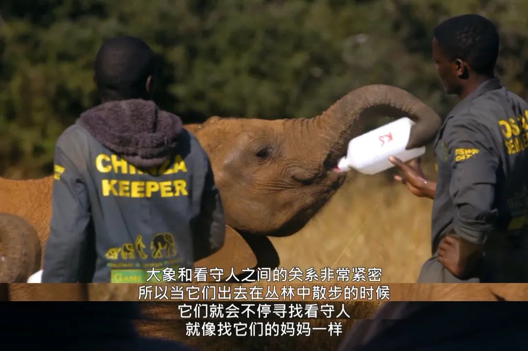 大象 触目惊心，不忍直视！9.3分顶流刷屏，对不起我夸不下嘴…