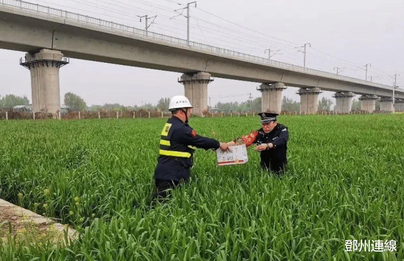 鄧州連線 邓州某处麦田地里出现5只国家二级保护动物幼崽
