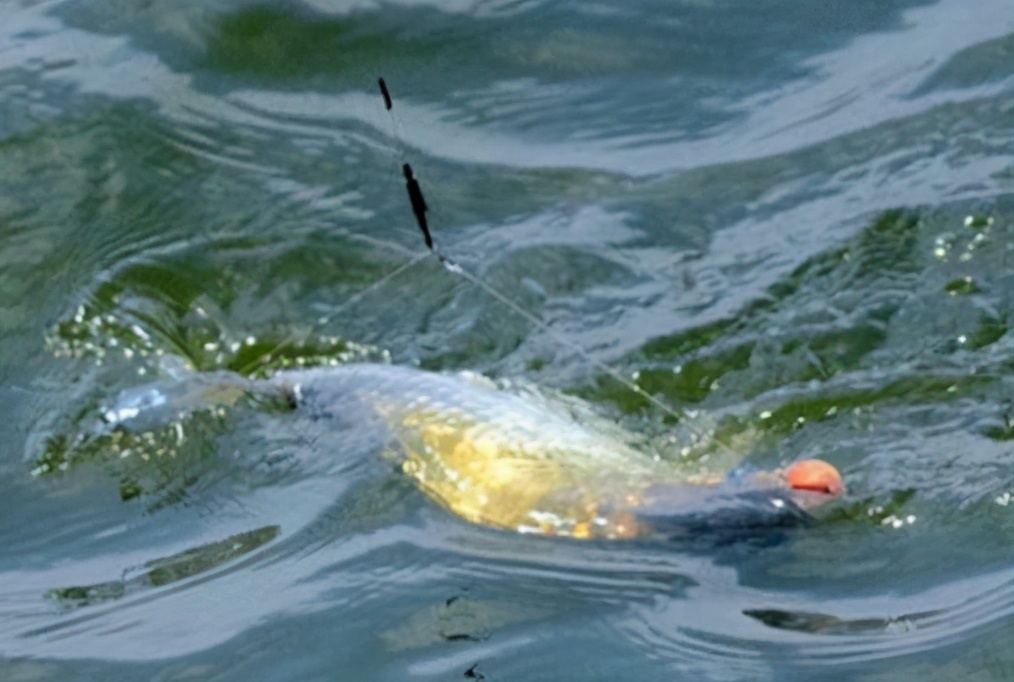 |调漂技巧：自动涨目或者降目，大多是这些原因造成的——盛世三渔