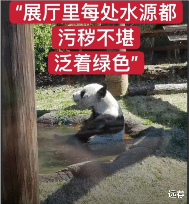 西瓜的口味 网曝旅美大熊猫在当地被虐待！已经饿成皮包骨，惨不忍睹