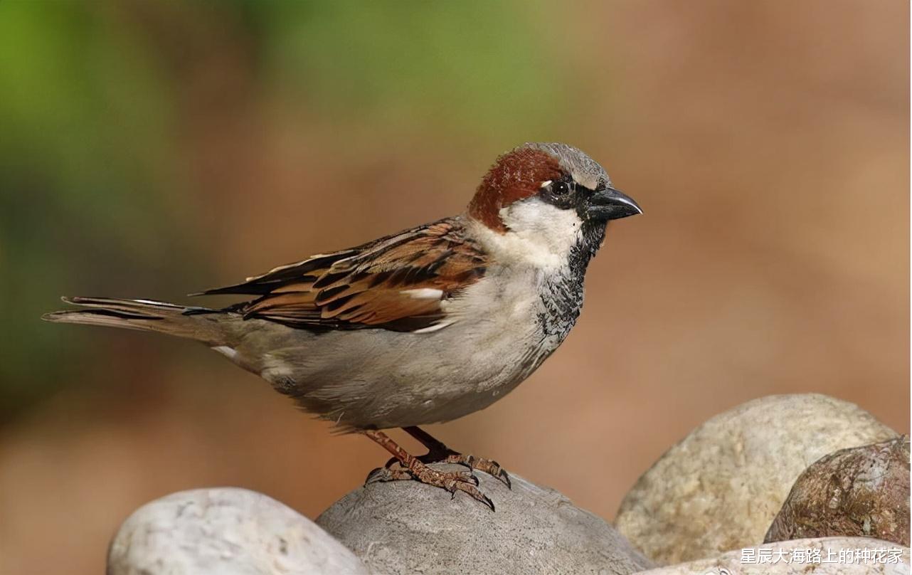 华南虎 我国本土麻雀去哪了？随处可见的麻雀竟然都是进口的！