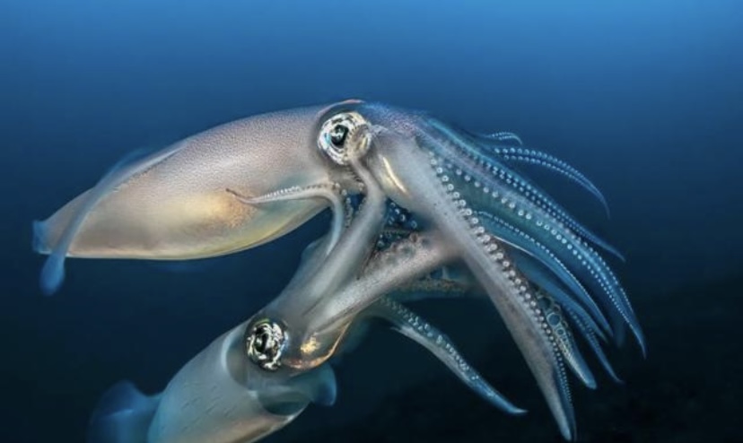 踩小视 这些疯子把自己关在140米深海，还过了28天