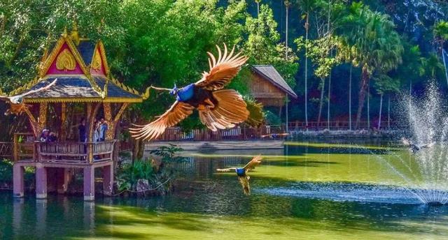 写字的黄小骨 西双版纳丨逃离冬季的寒冷，潜入温暖的养老地，感受傣乡风情