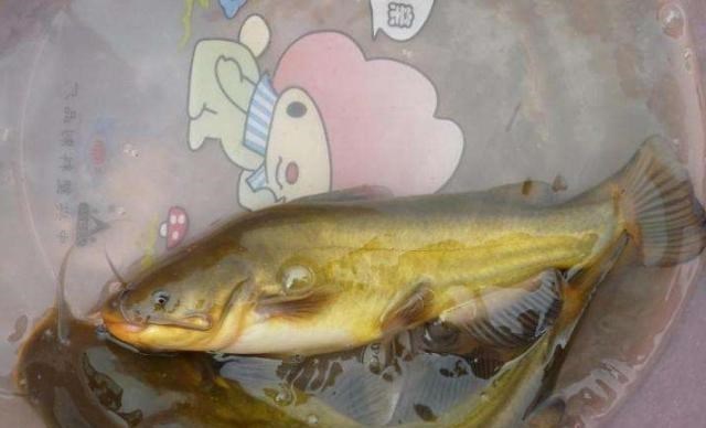 郑州 郑州男子钓获“巨型黄辣丁”，1米多长，网友：一锅炖不下