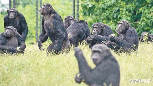 离奇!比利时女子宣称与黑猩猩相爱,却被迫分手,动物也懂爱情?