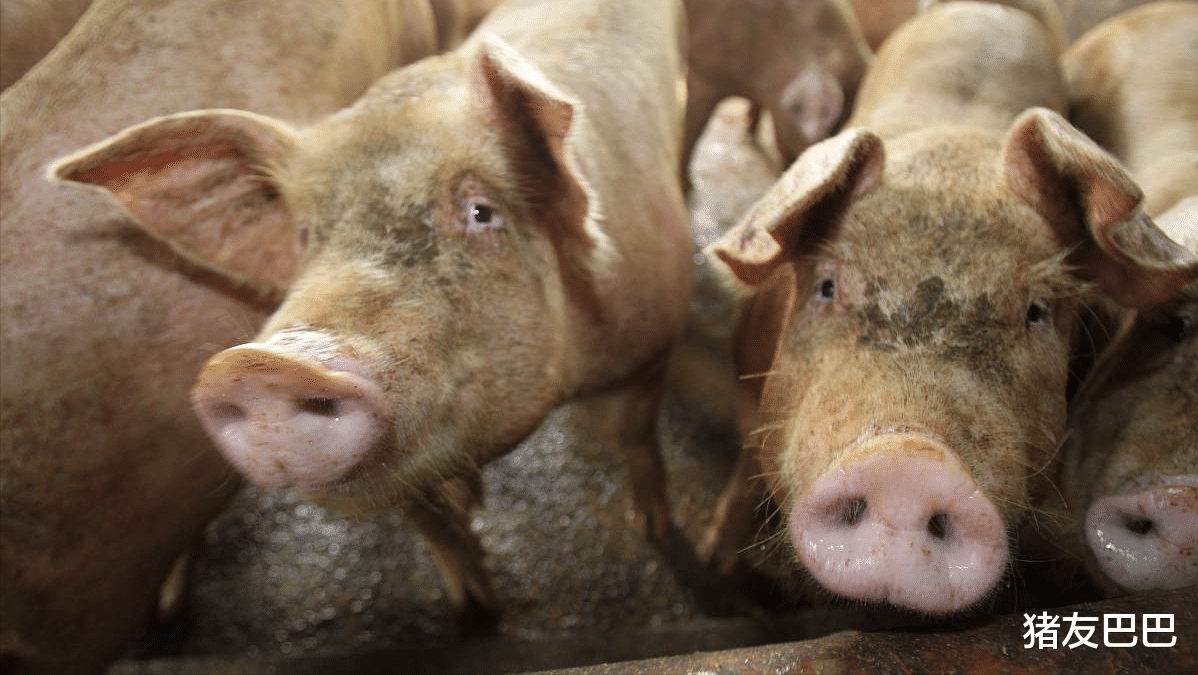 生猪价格 缺枪少炮!24日猪价下跌继续,端午将至,猪价能否涨翻天?