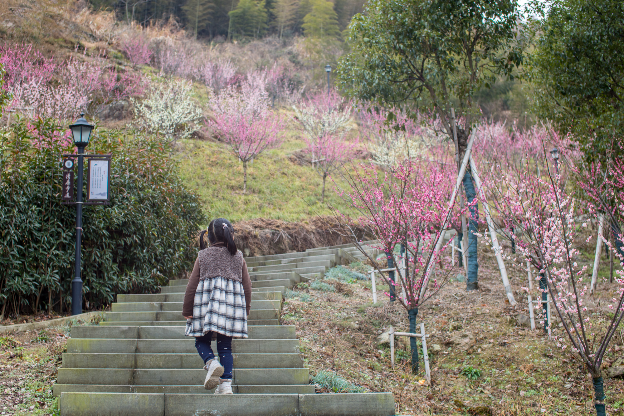 宁波 宁波赏梅观景好去处，有梅花千株，还能登山望海，但是游客却很少