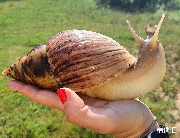 仙人掌 让很多人意想不到的8种生物的真实巨型版本