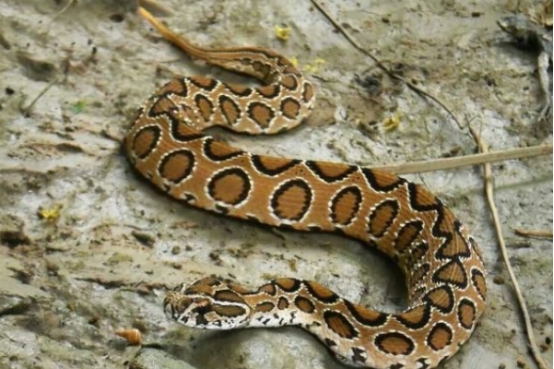 毒蛇 比银环蛇还致命的毒蛇，被称为“亚洲杀人王”，它究竟有多恐怖？