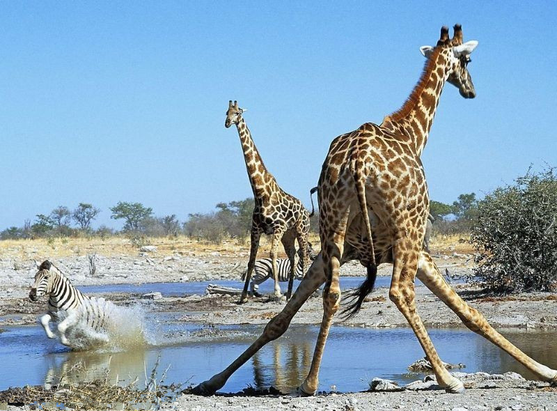  长颈鹿脖子那么长，血压该有多高？不愧移动水塔的外号！