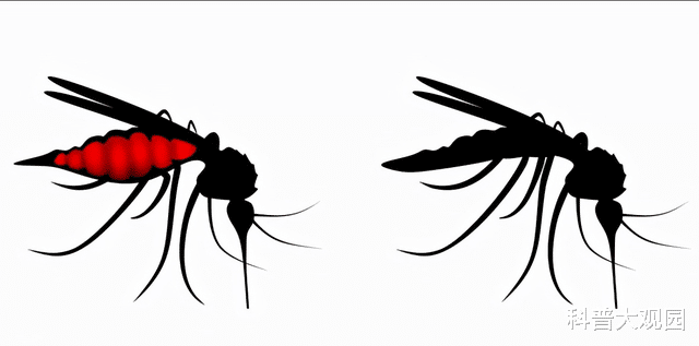 书法|不是所有的蚊子都吸血?吸血的一般是交配后需要孕育卵子的雌蚊!