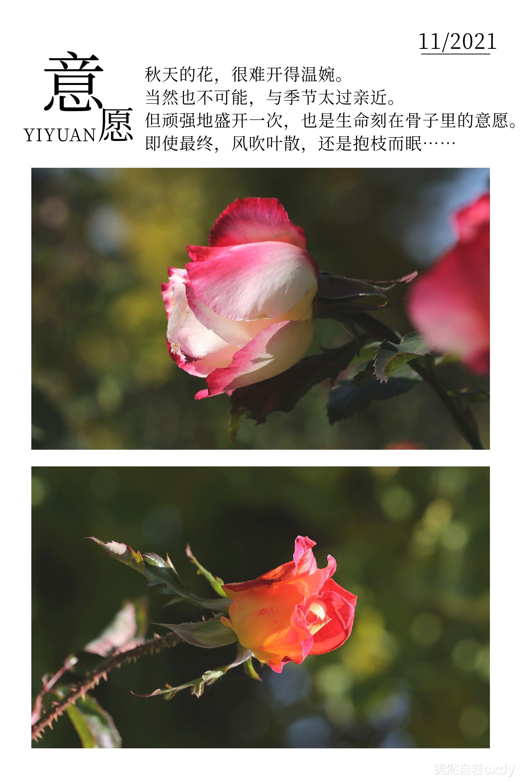 夷然自若cxdy 2021年的秋天，我只争朝夕