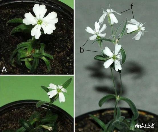 科学家 3万年前的种子被复活，开出白色花朵，研究者：这不是一个好消息