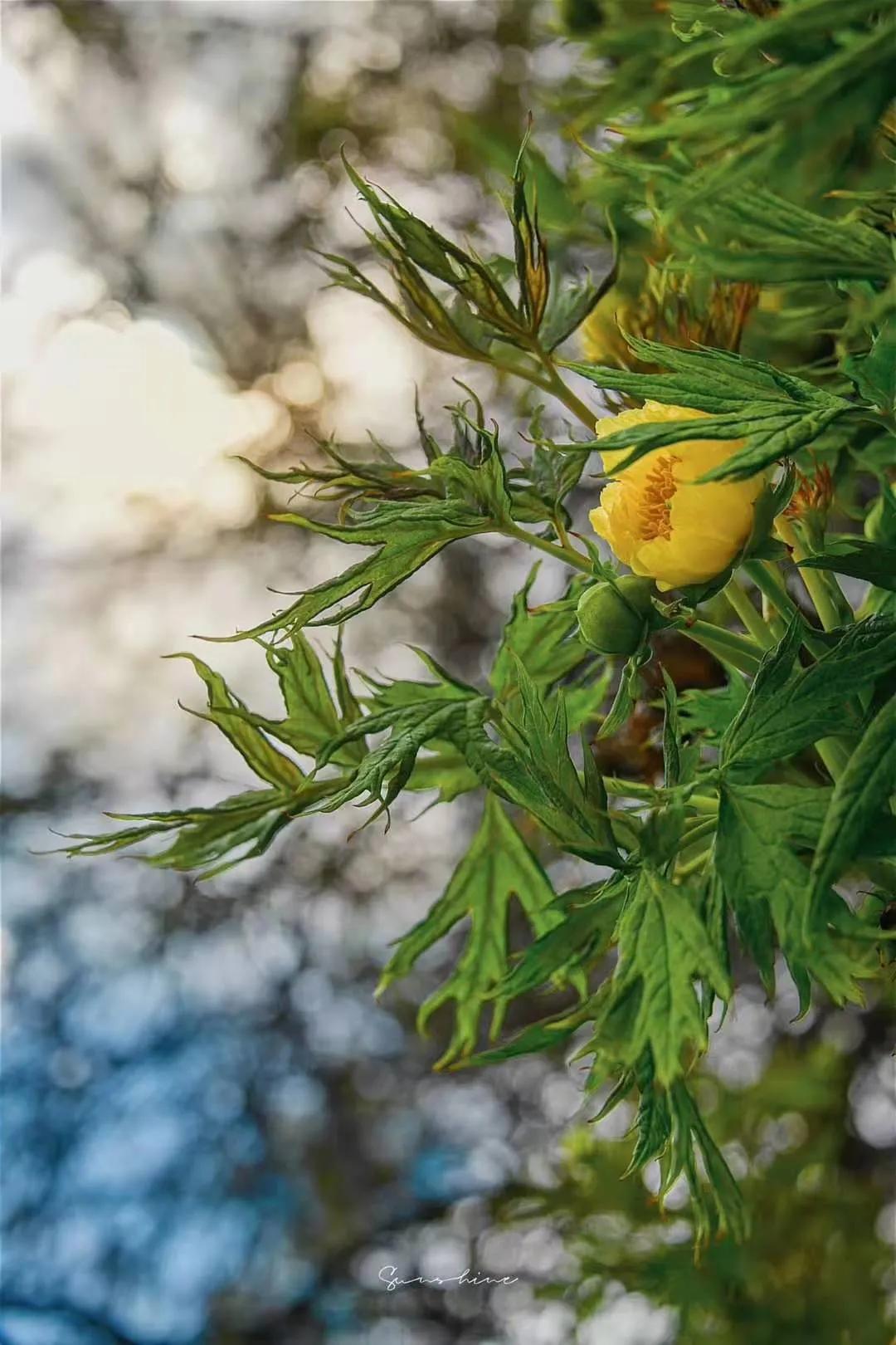 塘栖古镇 收下这份赏花图鉴，走进西藏初夏的梦境