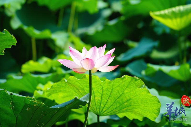 羊城派 碧沼红荷、清雅脱俗，这个五一假期快来宝墨园赏荷打卡