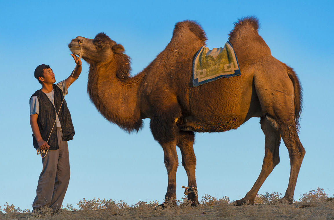 骆驼 骆驼从嘴里吐出来的粉红色肉球是什么？有什么用？