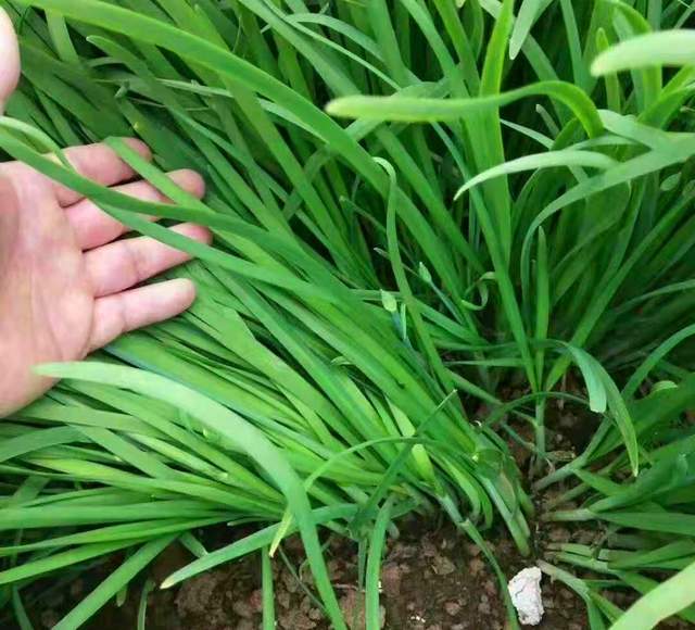 徐丰溪|农村12种不长虫不用打药的家常菜,种下去就有得吃,你家有几种?