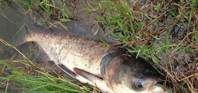 饵料|湖北一男子户外野钓，偶遇巨型“鱼王”漂浮水面，网友：可惜了