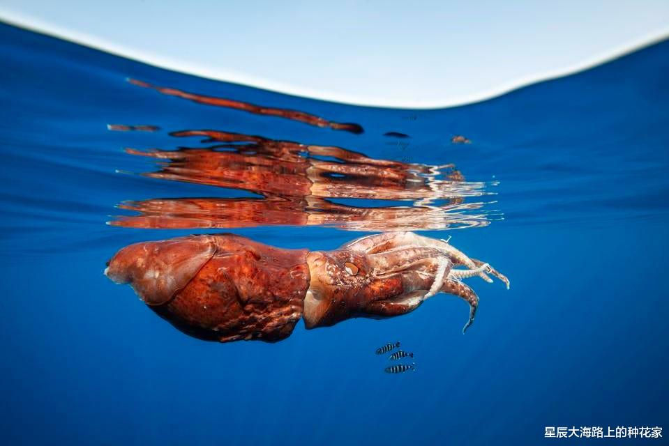 科学家 只是次数有点多！科学家确认很污的巨型鱿鱼，可能是真正一夫一妻