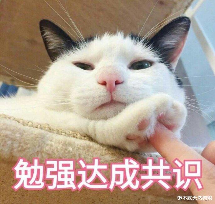 李菁菁|宠物猫太肥了，如何减肥？