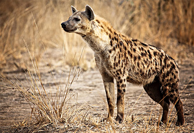 月球 雄性鬣狗的反转人生：从地位仅次于鬣狗首领到“工具人”