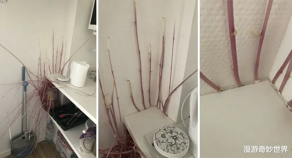 漫游奇妙世界|明明很普通的照片，看了却会觉得害怕…