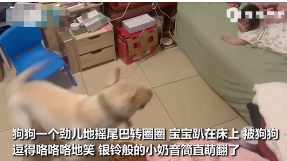 青海新闻联播 狗狗帮忙带娃，摇尾巴转圈圈逗笑小宝宝，这一幕实在太暖心了