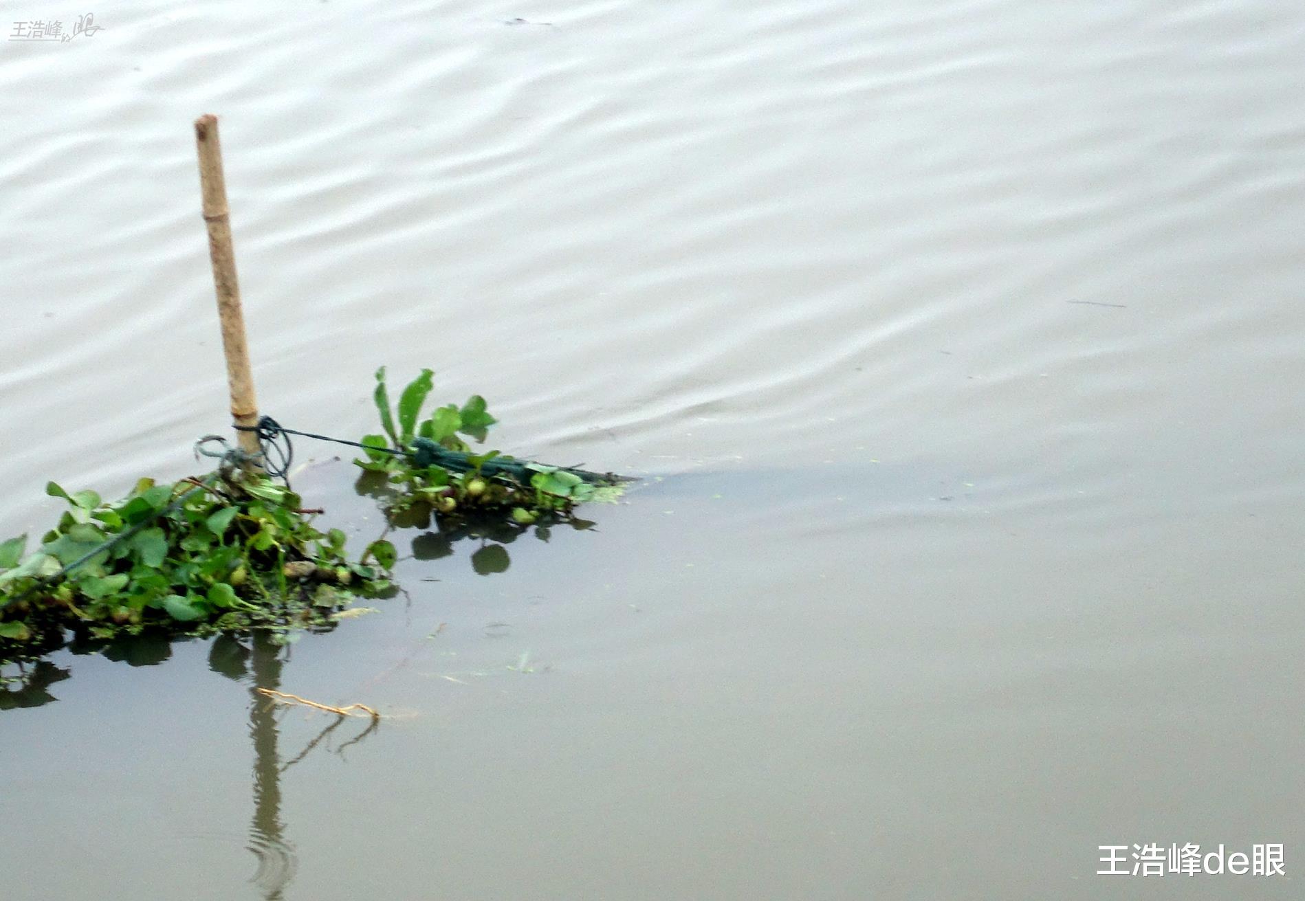饵料|禁捕鱼咋禁的？湖北孝感河中下满网空中网直飞