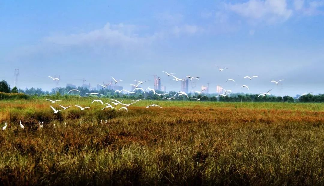 蚌埠广电 蚌埠唯一的国家级湿地公园，现在美成啥样了？