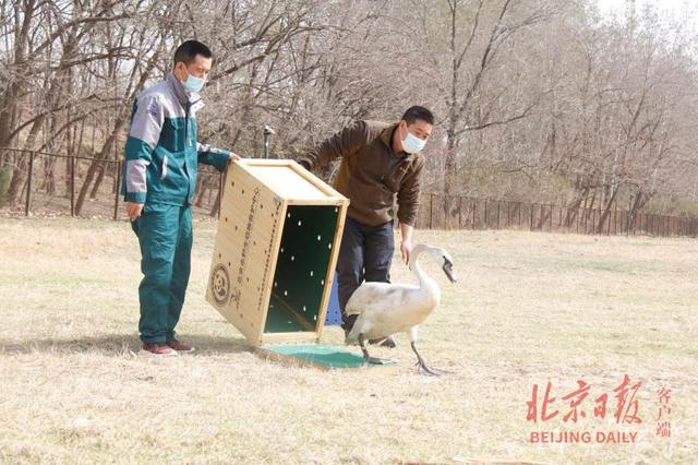 北京日报客户端 重回碧野！门头沟捡到的“孤儿”天鹅，治愈肠胃炎后放归