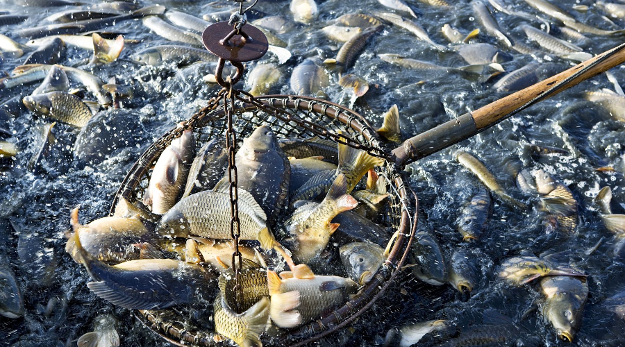 长江|捞一网资源枯竭，退一捕海阔天空