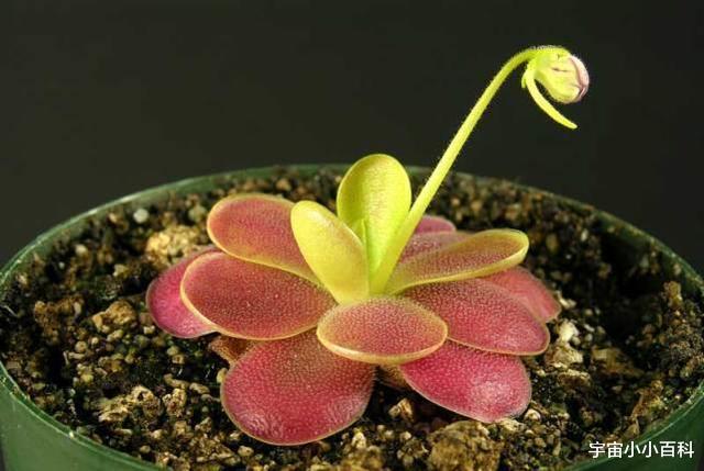 昆虫 自然界中那些食虫的植物，它们为什么会有“吃肉”的习惯？