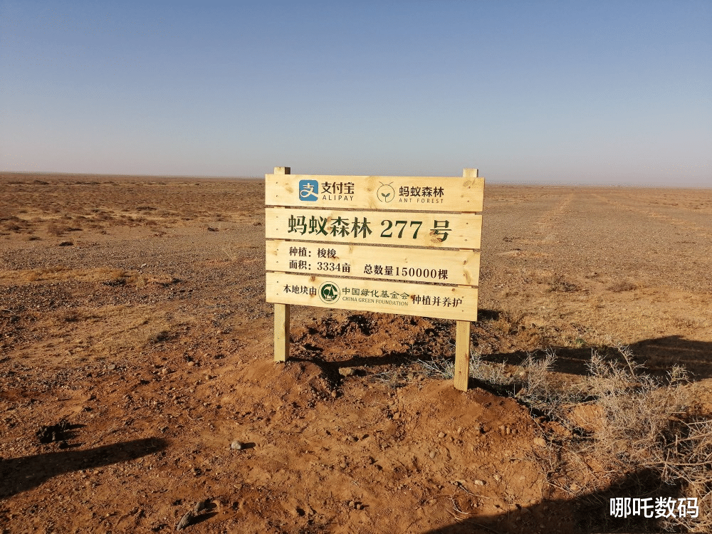 上海市 蚂蚁森林“去哪儿”了？网友质疑后道歉：从未见过这么小的树！